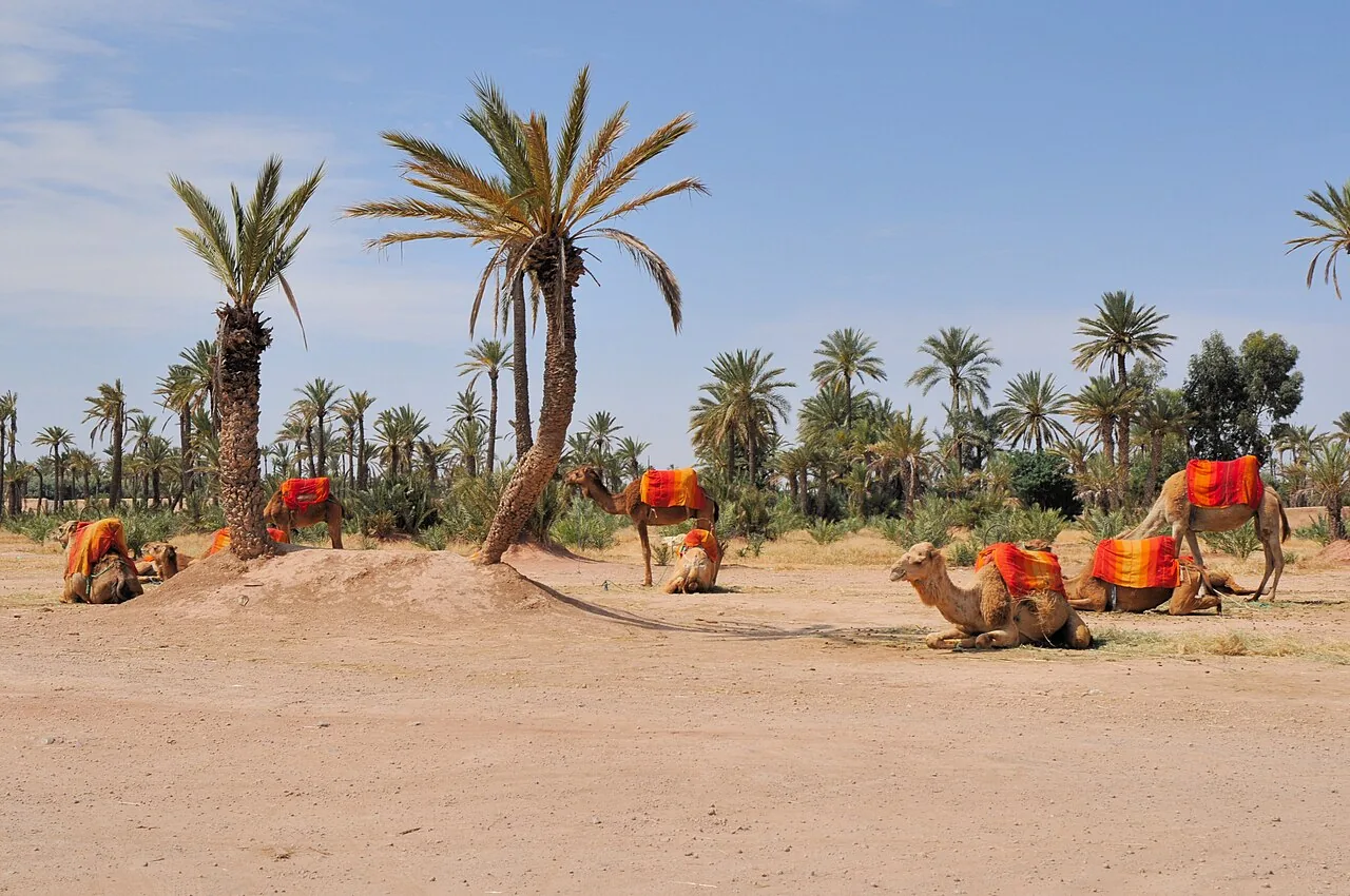 La_Palmeraie_de_Marrakech_709.JPG MAROC