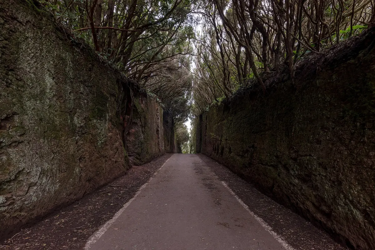 A narrow road beneath a canopy of laurel forest in Anaga Rural Park, Tenerife